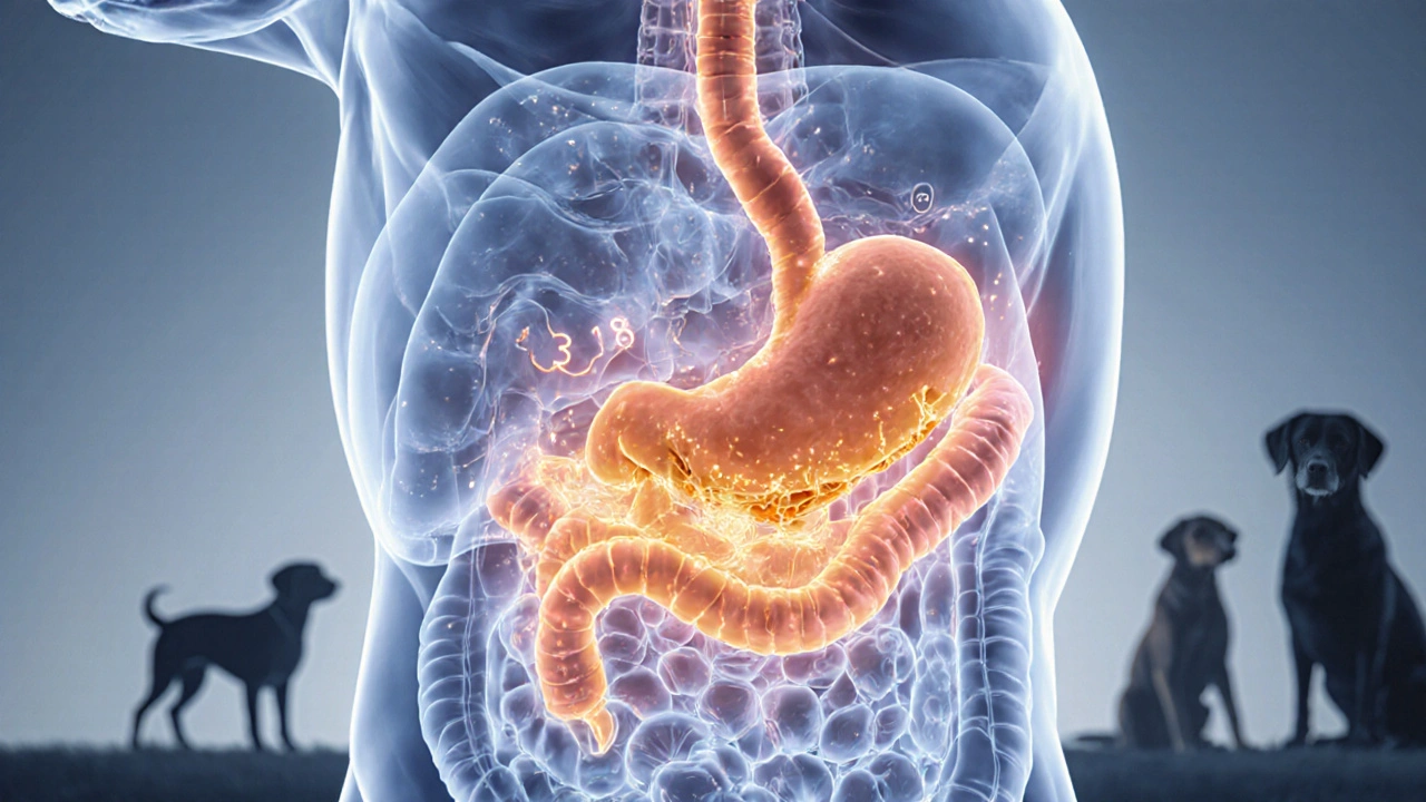 Схема пищеварения собаки: тёплая пища активирует ферменты, холодная — замедляет их.